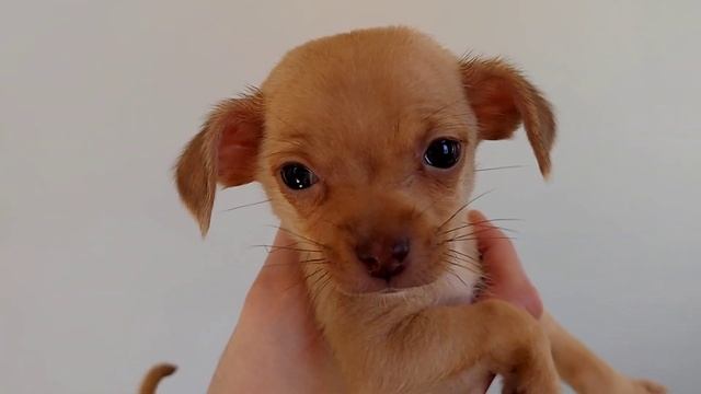 ДОЧКА МОЕГО МУЖА ... ПОДКИНУЛА ПРОБЛЕМ