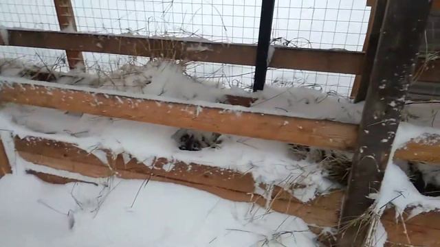 Скоро окоты.Нас опять засыпало.Я всё таки добралась до птицы. смотреть онлайн