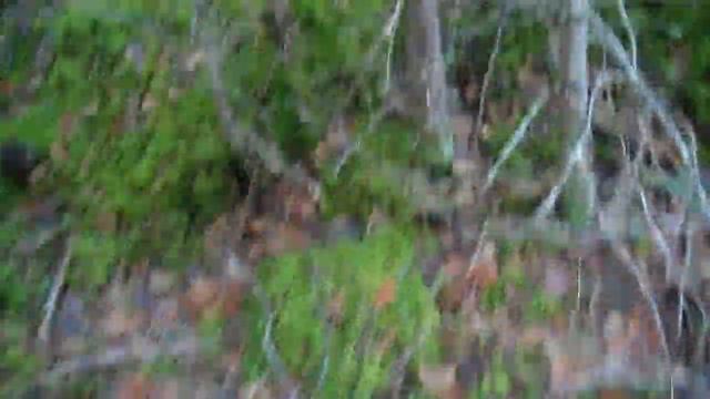 Some Clips from Moose and small Game Hunting Newfoundland, from Last Nov to Dec 2023 Season смотреть онлайн