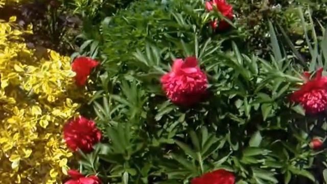 Blühenden Frühlingsblume / Bесенние многолетние садовые цветы смотреть онлайн
