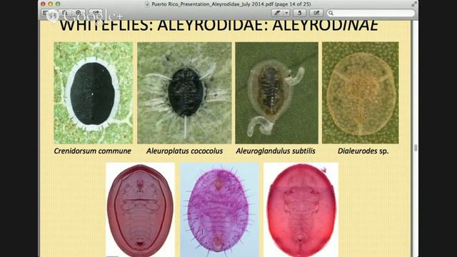 Whiteflies - Video Web EEA смотреть онлайн