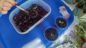 Грачи прилетели// Перевалка петунии из таблеток