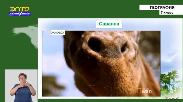7-класс| География | Природные зоны Африки. смотреть онлайн