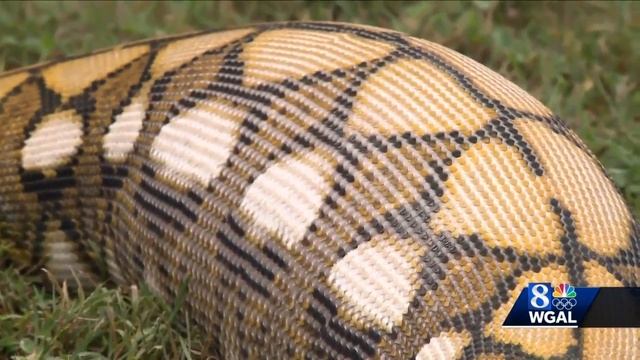 Python with full stomach found in couple's backyard -- what did it eat? смотреть онлайн