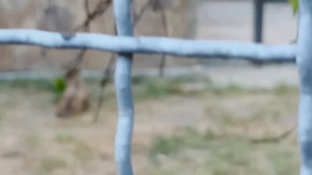 Тигрица МАТЬ любит себя больше, чем детей! Тигрята воспитываются отцом! Тайган смотреть онлайн