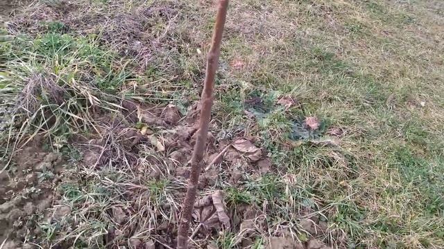 ПАВЛОВНИЯ Адамово дерево  В ПОЛЕ ЗИМОЙ .