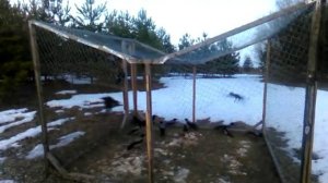 Как поймать ворону