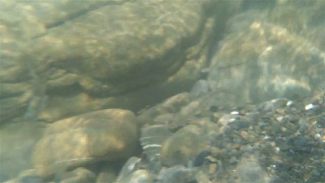 В гостях у рыбок. Обитатели реки Псезуапсе. 4К смотреть онлайн