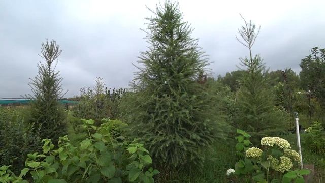 ЛИСТВЕННИЦА ЕВРОПЕЙСКАЯ