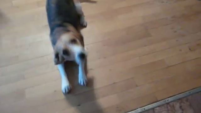 Кувырок бигля смотреть онлайн