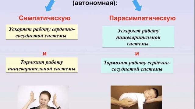 8 класс. Биология. Строение нервной системы человека. смотреть онлайн