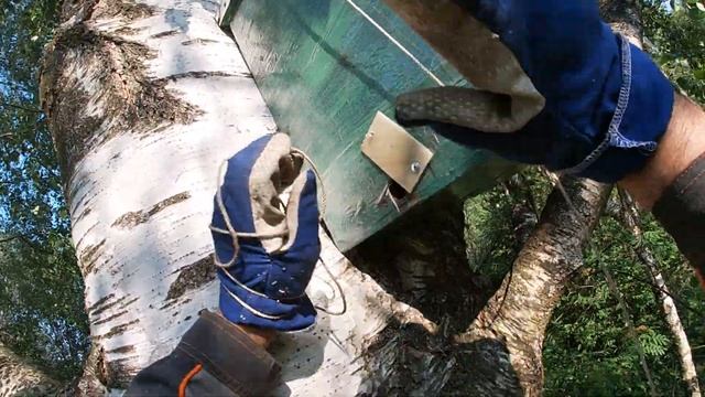 Как правильно повесить ловушку для роя и не только... смотреть онлайн