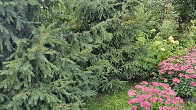 Кормлю котиков, готовлю обед - суп, запеканка, рис.    I Feed The Cats, I Cook Dinner.