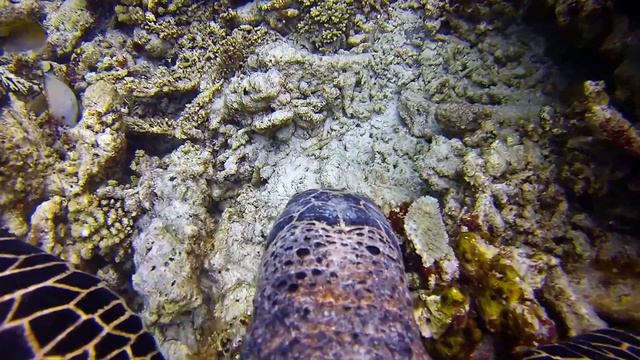 The eagle view of a Hawksbill Turtle in Baa Atoll Maldives смотреть онлайн
