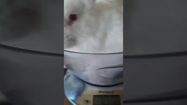 малыши Панончики и смесь Калифорния-Паннон смотреть онлайн