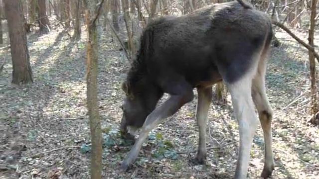Лосенок и лосиха смотреть онлайн