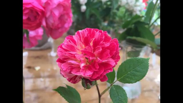 Розовая мечта смотреть онлайн