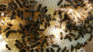 Кенийский улей - из отходов - своими руками