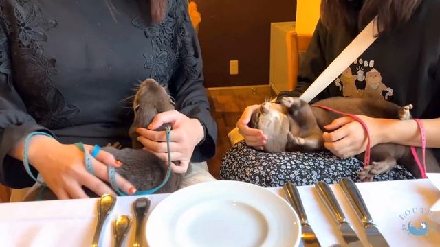 The Surprising Reason Otters Cried at a Restaurant смотреть онлайн