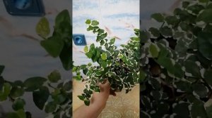 Фикус Пумила Уайт Сани