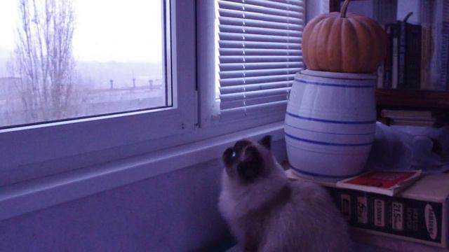 Кот впервые увидел снег 02 смотреть онлайн