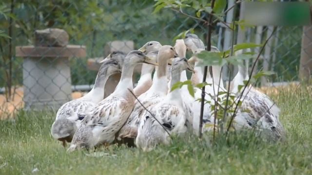 Best Duck Breeds for Eggs - Khaki Campbell, Indian Runner, Buff, Welsh Harlequin, Magpie, Ancona смотреть онлайн
