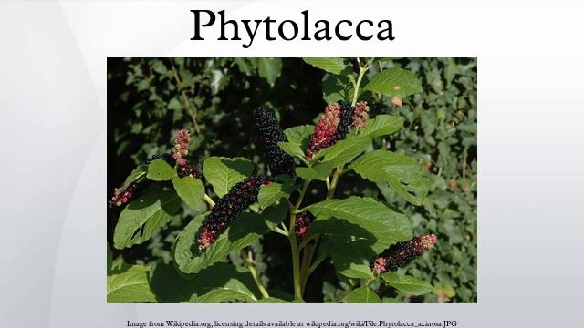 Phytolacca смотреть онлайн