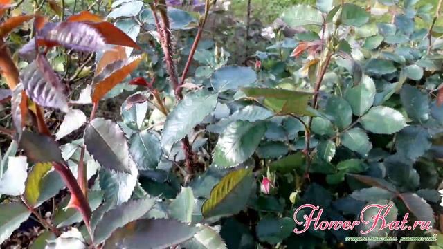 Роза Блю фо Ю / Blue for You смотреть онлайн