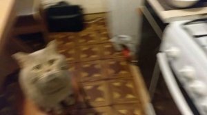 Кот разговаривает, говорит нормально! За Креветку готов стоя