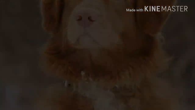 Собаки крупных пород 1 часть смотреть онлайн