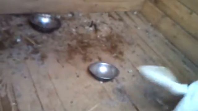 Приют для животных (Иваново), Вольер 17 смотреть онлайн