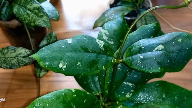 💙💛Hoyas with silver spots (splash) on the leaves, part 1. Wibergie, Crassipetiolata, Svetlana... смотреть онлайн