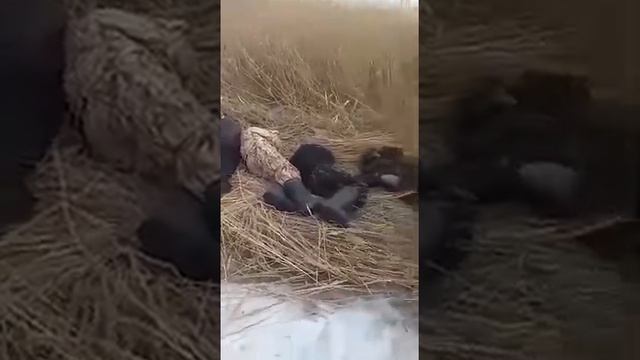 Пьяные на рыбалке! #shorts #рыбалка #tiktok #tiktokvideo #сон #щука смотреть онлайн