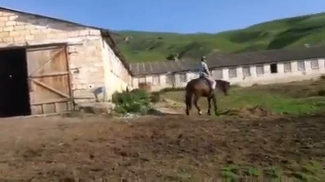 Карачаевский жеребец Анчар 20 лет смотреть онлайн