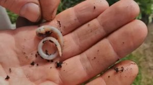 Как отсечь мелочь и ловить только крупняк?