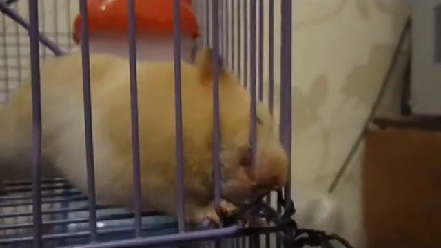 Свободу хомякам!