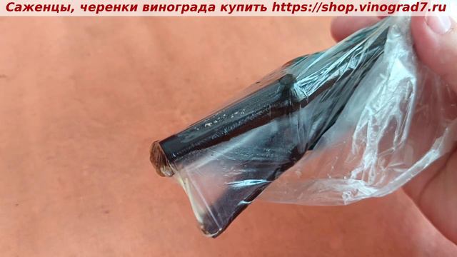 Чудо- самое легкое проращивание черенков винограда, вот это чудо! смотреть онлайн