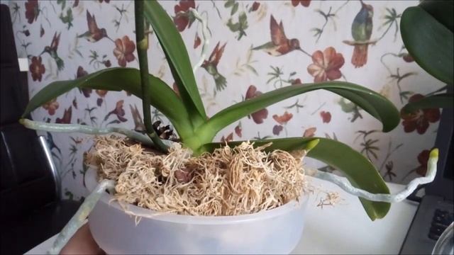 Орхидеи))Февраль))Мои Дикие Коты и легкий уход за ними!))) смотреть онлайн