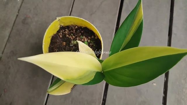 Scindapsus Coriaceus Variegata Borneo Exotic Plants