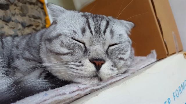 Бонапарт не спит дома Шотландский вислоухий кот смотреть онлайн