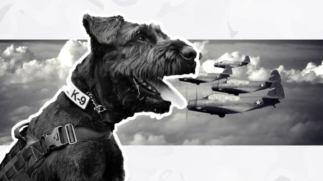 10 MILITARY DOG BREEDS