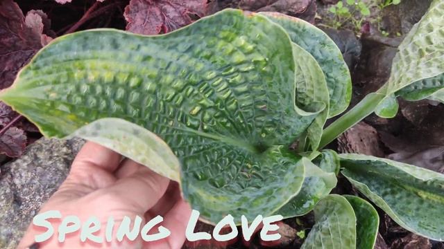 Хоста сорт Spring Love...любимица с плотным листом с невероятной жатостью...#хоста#springlove# смотреть онлайн