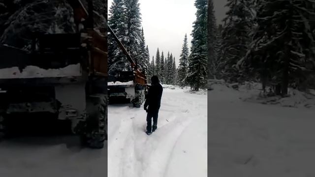 Так в Сибири заготавливают новогодние ели смотреть онлайн