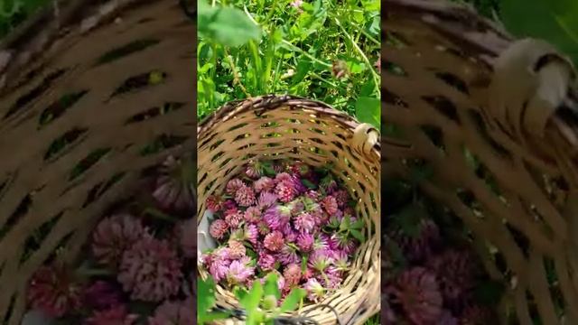 Клевер - цветок Удачи! Полезное и красивое растение!.mp4