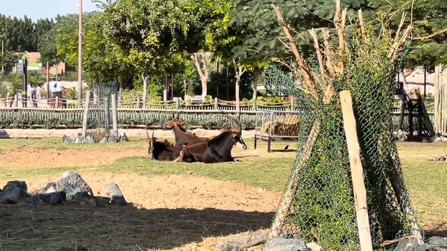 Dubai Safari Park. UAE. Дубайский сафари-парк. ОАЭ. смотреть онлайн