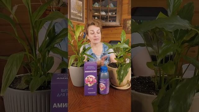 ЖЕНСКОЕ СЧАСТЬЕ не цветет // Что делать, чтобы зацвел СПАТИФИЛЛУМ? смотреть онлайн