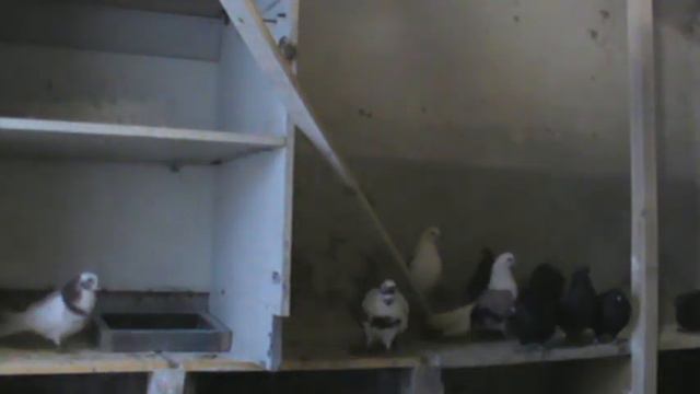 николаевские голуби 26.03.2021 смотреть онлайн