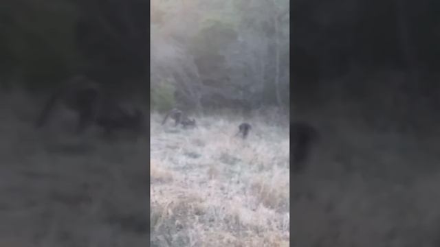 Rare Black Wallaby found in Australia ?? #wallaby #blackwallaby #australia #shorts смотреть онлайн