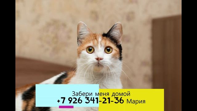 Котенок подросток в поиске дома около годика всего смотреть онлайн