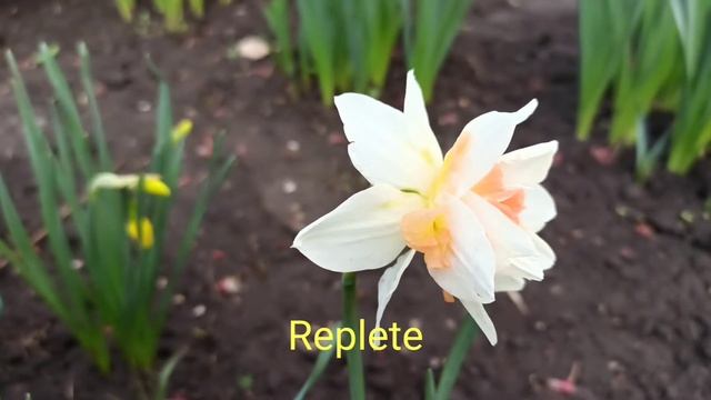 нарцисс Replete смотреть онлайн